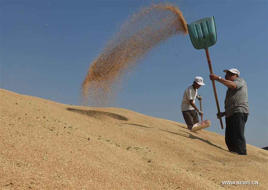 Chine : récolte du blé au Hebei