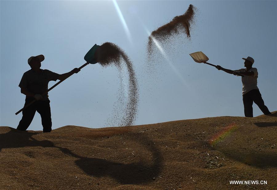 Chine : récolte du blé au Hebei