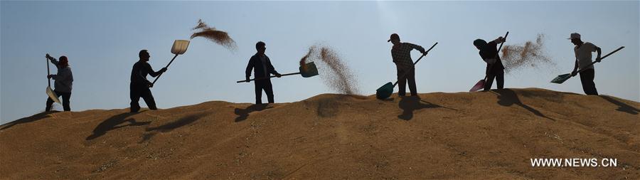 Chine : récolte du blé au Hebei