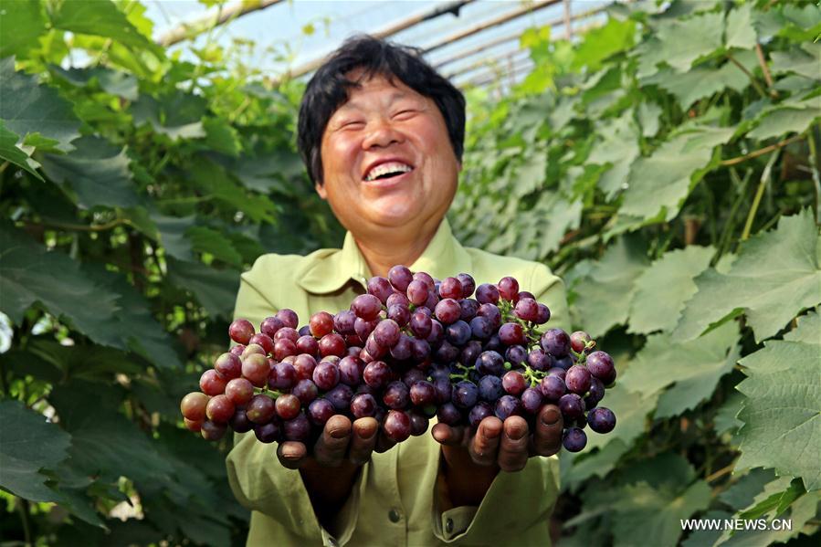 Chine : récolte du raisin au Hebei