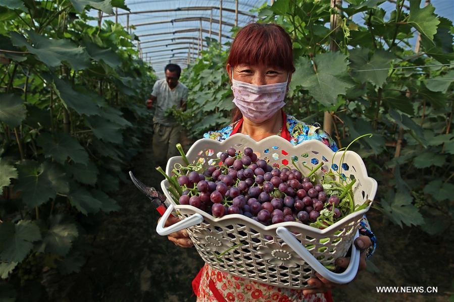 Chine : récolte du raisin au Hebei