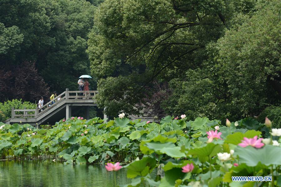 Chine : lotus florissant dans le lac de l'Ouest