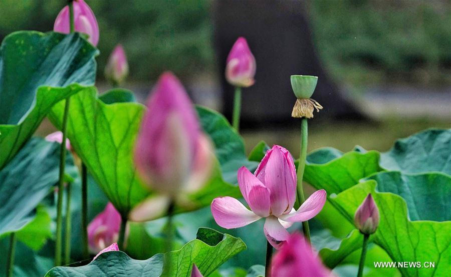 Lotus au parc Yuanmingyuan à Beijing