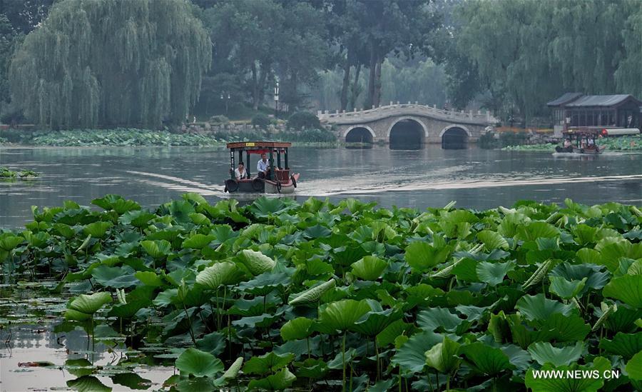 Lotus au parc Yuanmingyuan à Beijing