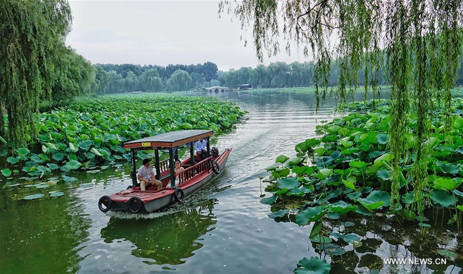 Lotus au parc Yuanmingyuan à Beijing