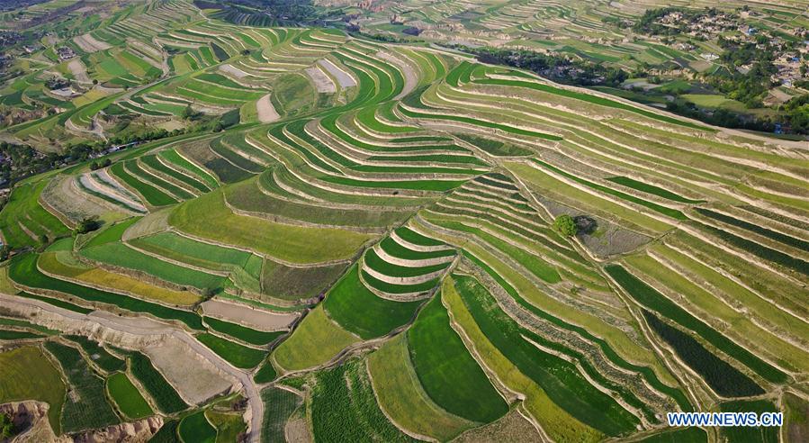 Chine : champs en terrasses au Gansu