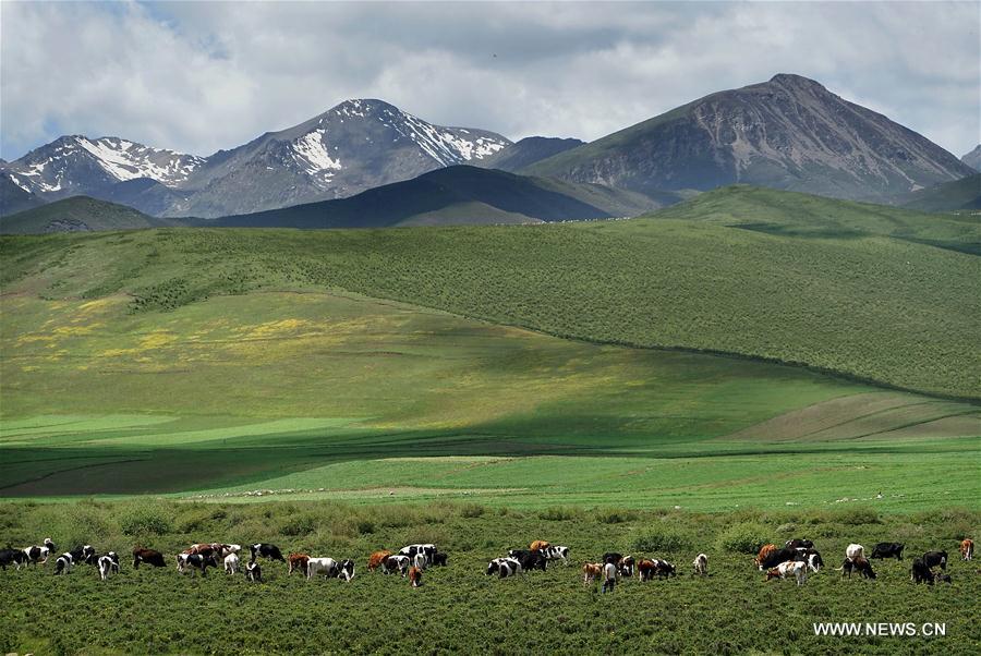 Chine : paysage d'une prairie au Qinghai