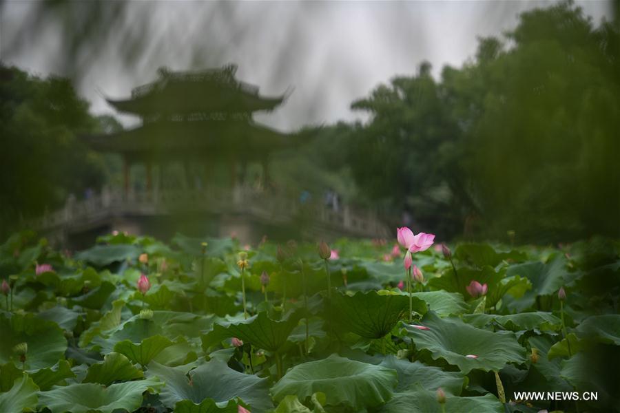 Lotus dans l'est de la Chine 