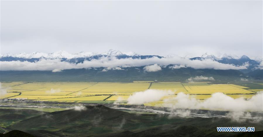 Champs de colza dans la province du Qinghai