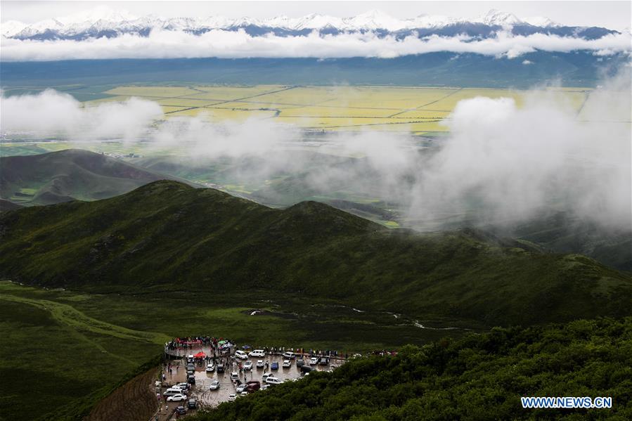 Champs de colza dans la province du Qinghai