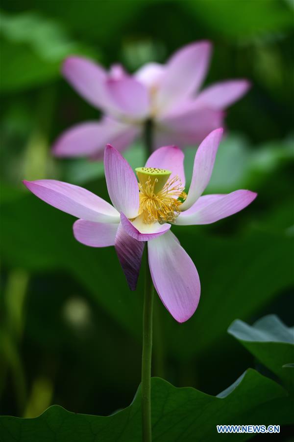 Fleurs de lotus dans le nord de la Chine