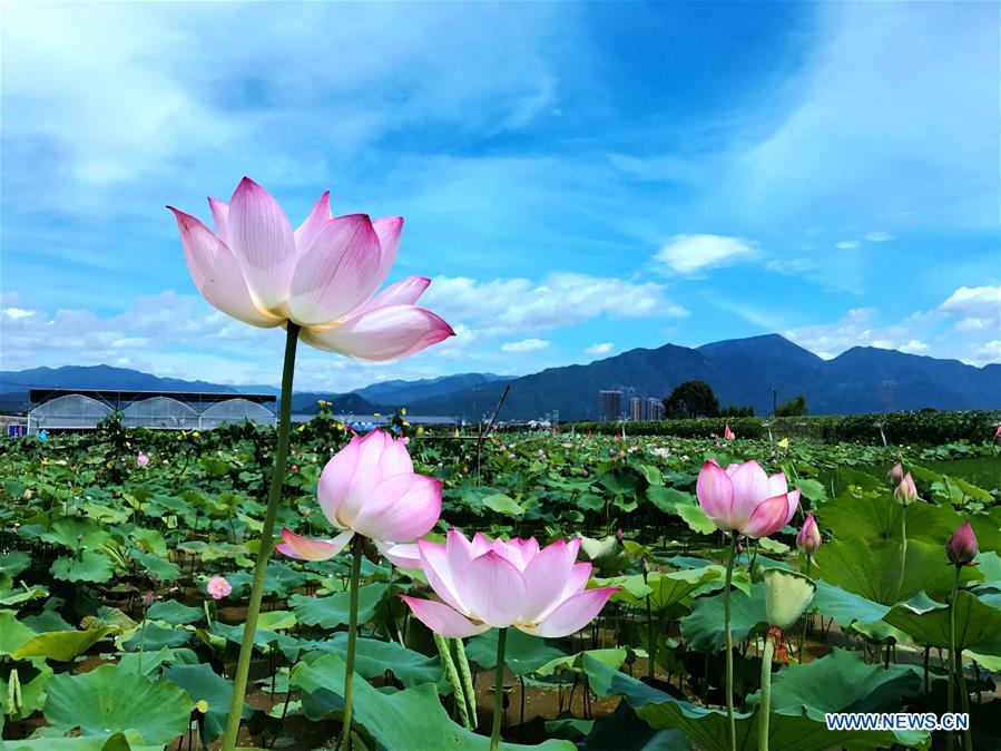 Fleurs de lotus dans l'est de la Chine