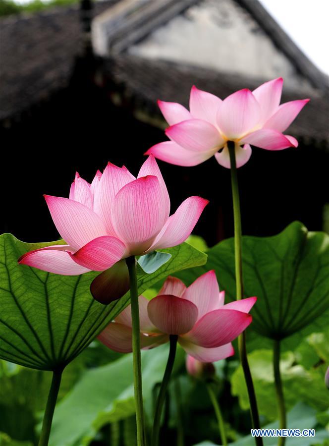 Fleurs de lotus dans l'est de la Chine
