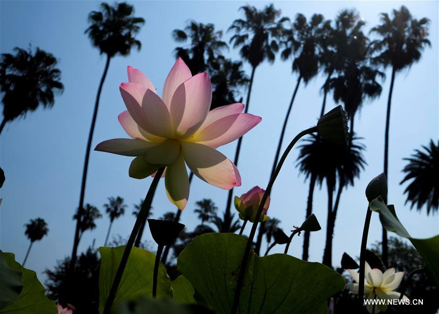 Fleurs de lotus à Los Angeles