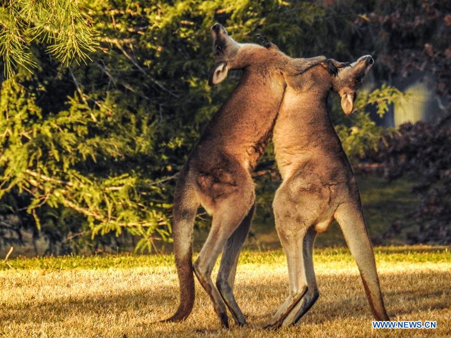 Combat entre deux kangourous en Australie