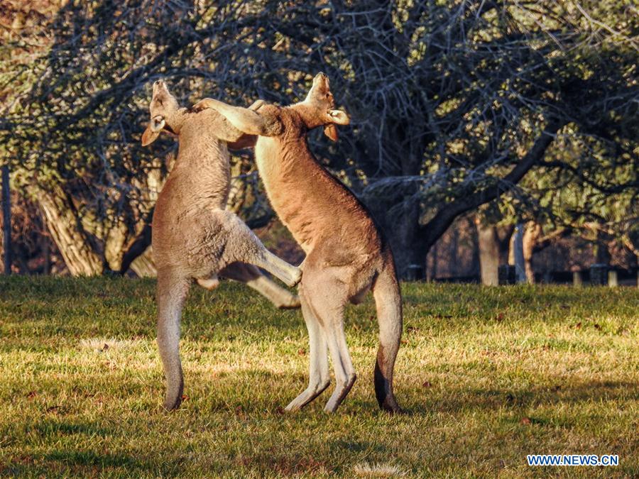 Combat entre deux kangourous en Australie