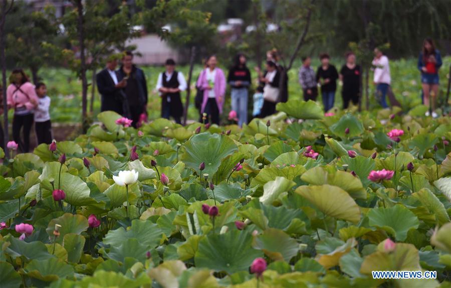 Chine : fleurs de lotus au Yunnan