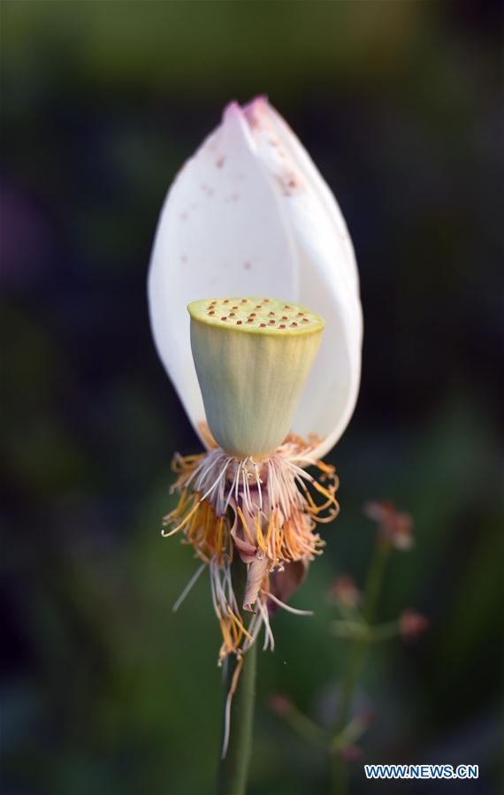 Chine : fleurs de lotus au Yunnan