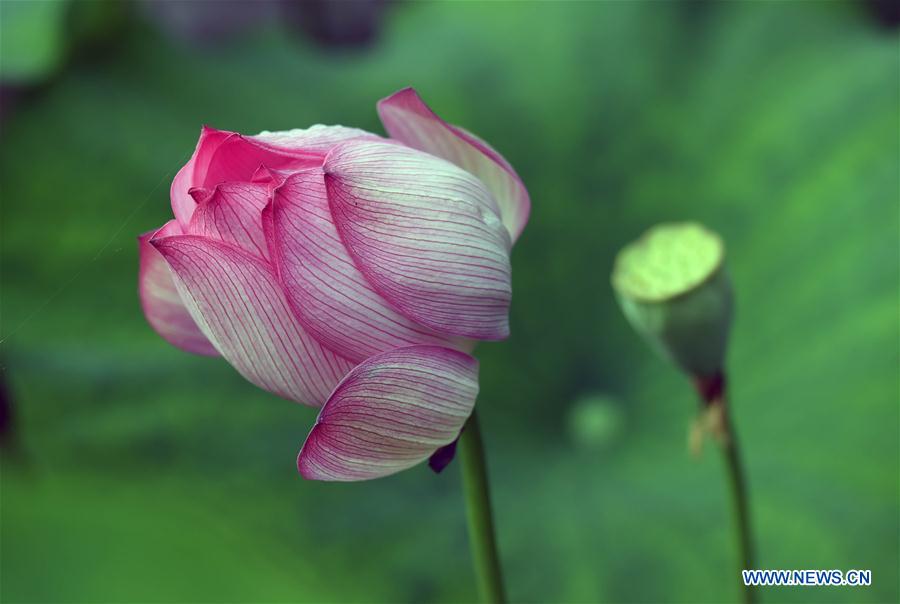 Chine : fleurs de lotus au Yunnan