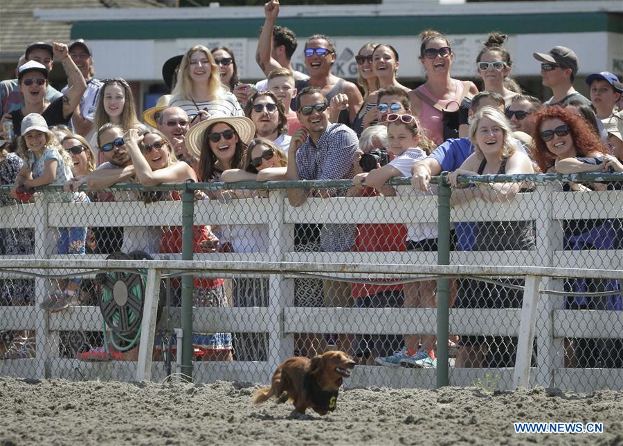 Wiener Dog Race à Vancouver