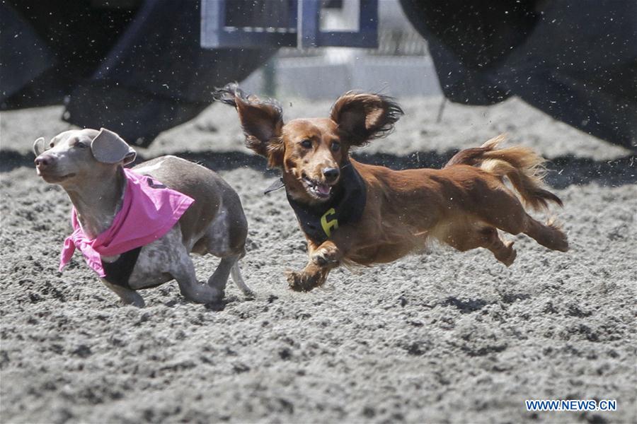 Wiener Dog Race à Vancouver