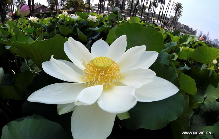 Fleurs de lotus à Los Angeles