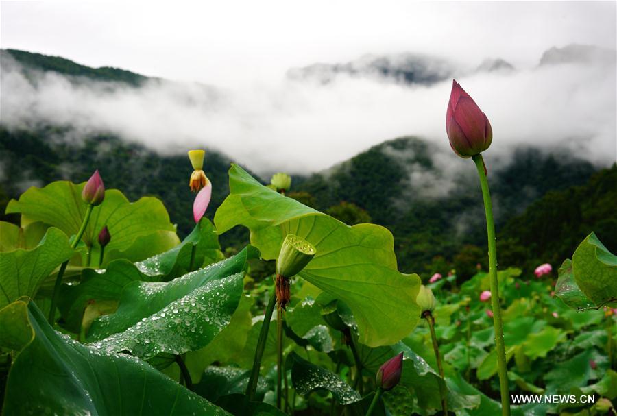 Chine : fleurs de lotus à Guilin