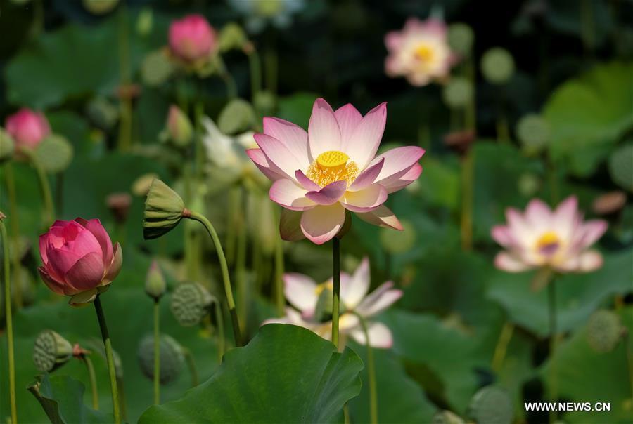 Fleurs de lotus à Los Angeles