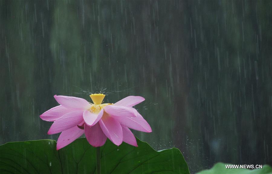 Fleurs de lotus sous la pluie