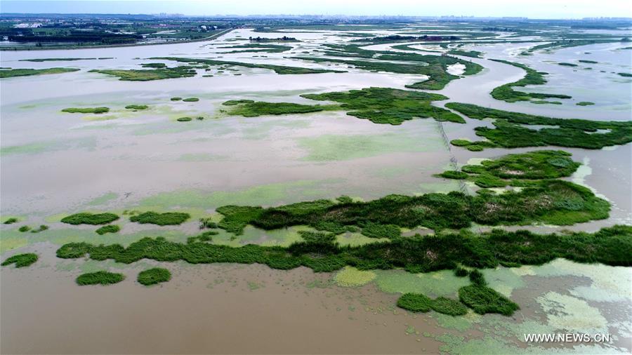 Paysage des zones humides de Binjiang à Harbin