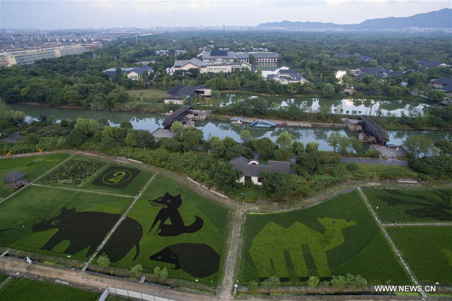 Chine : la rizière colorée de la zone humide de Hangzhou