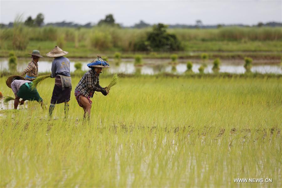 Myanmar : culture du riz à Bago