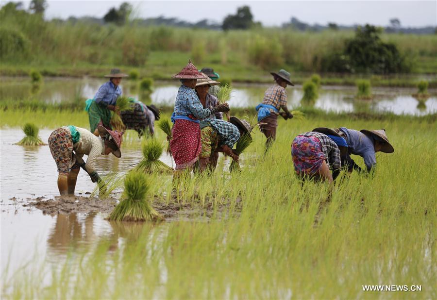 Myanmar : culture du riz à Bago