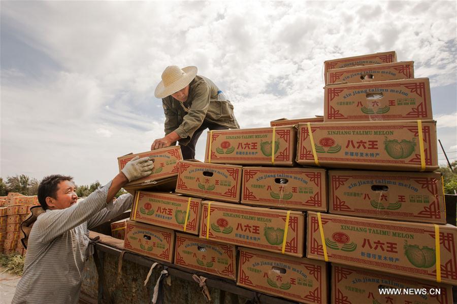 Chine : récolte de melons Hami au Xinjiang