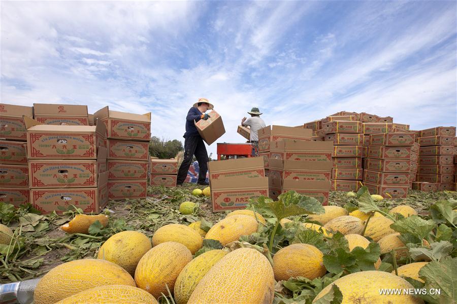 Chine : récolte de melons Hami au Xinjiang