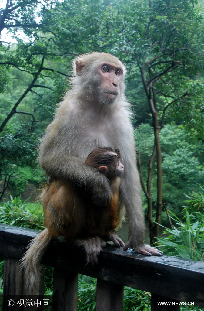***_***2017年8月11日，贵州贵阳黔灵山公园，一只大猴与一只小猴在嬉戏。