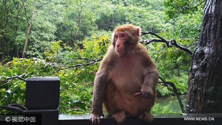 ***_***2017年8月11日，贵州贵阳，黔灵山公园，一只猴子正在嬉戏。
