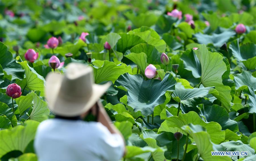 Lotus dans un parc écologique au Yunnan