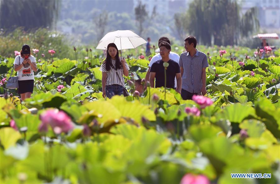 Lotus dans un parc écologique au Yunnan