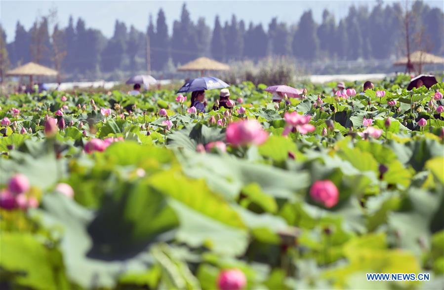 Lotus dans un parc écologique au Yunnan