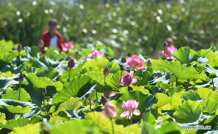 Lotus dans un parc écologique au Yunnan