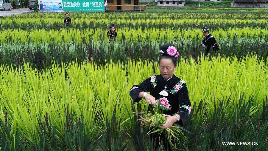 Chine : travail agricole de l'ethnie Miao au Guizhou
