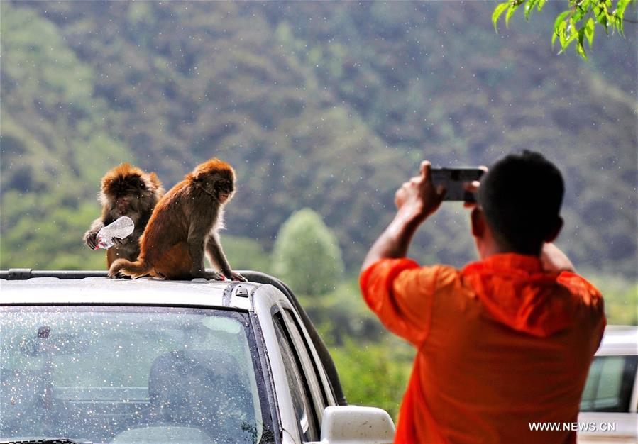 Chine : macaques dans une réserve dans le sud-ouest