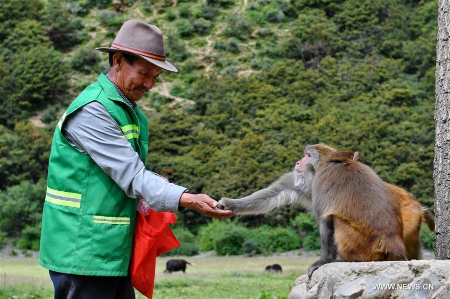 Chine : macaques dans une réserve dans le sud-ouest