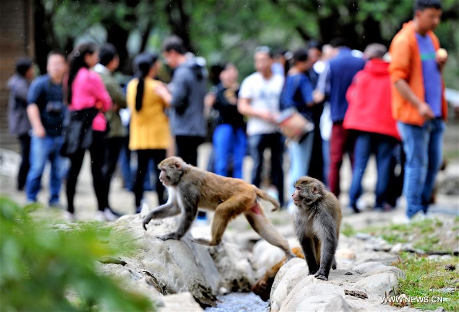 Chine : macaques dans une réserve dans le sud-ouest