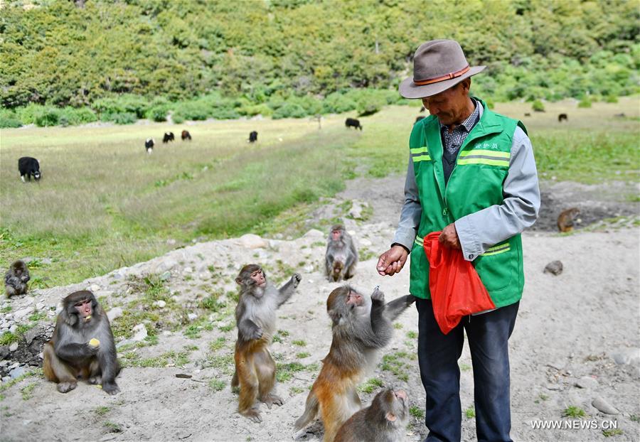 Chine : macaques dans une réserve dans le sud-ouest