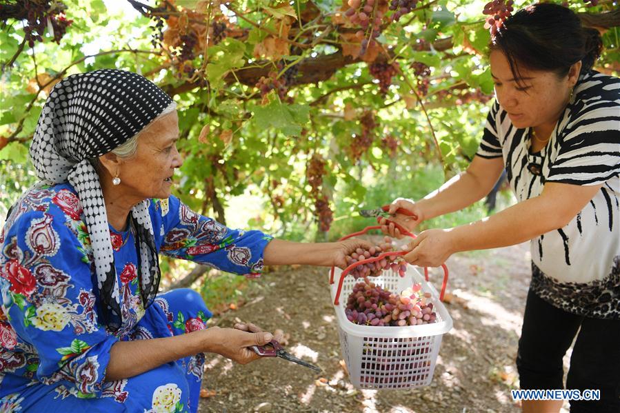 Récolte des raisins au Xinjiang