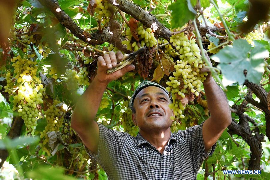 Récolte des raisins au Xinjiang