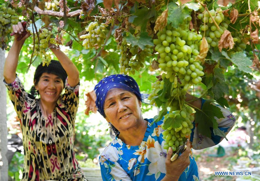 Récolte des raisins au Xinjiang