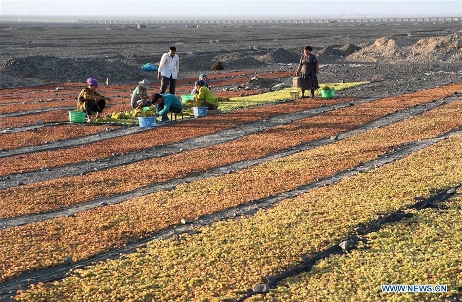Séchage des raisins dans le nord-ouest de la Chine